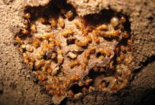 شركة مكافحة النمل الابيض بالرياض