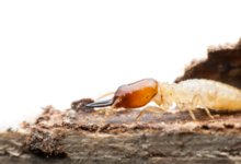 شركة مكافحة حشرات بالمدينة المنورة