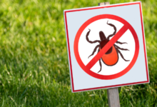 شركة مكافحة حشرات ببقيق